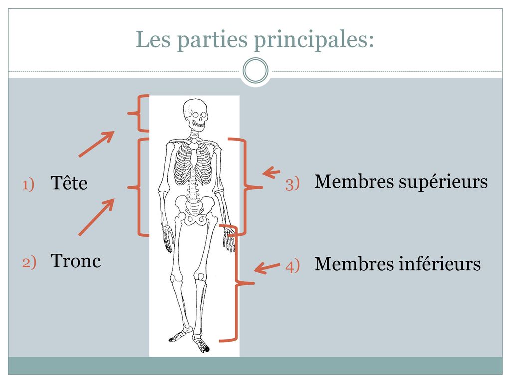 Le système musculosquelettique ppt télécharger